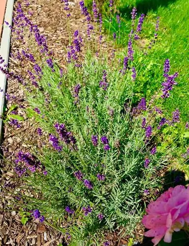 Vendvideki Pihenohazak